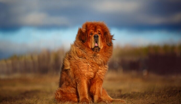 Як виглядають найдавніші породи собак: вони з'явилися тисячі років назад