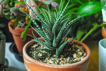 Цвіль у квітковому горщику зникне завдяки простому народному засобу