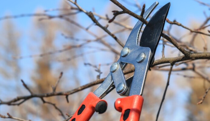 Не только виноград и малина: какие деревья и кусты нужно обрезать на зиму