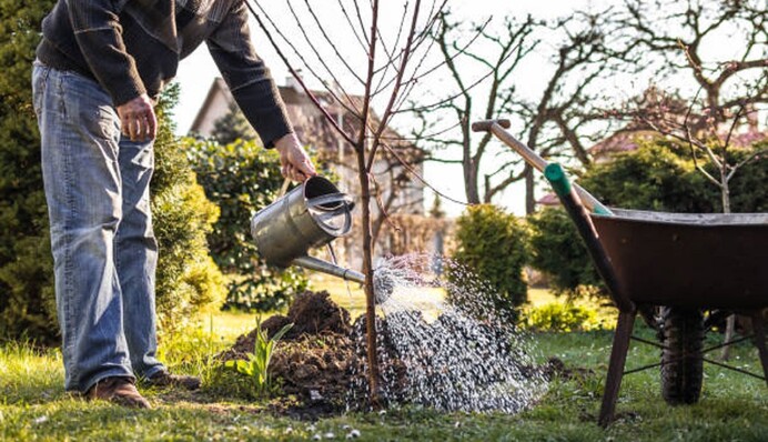 Досвідчені садівники ніколи не забувають про пізньоосінній полив саду: навіщо це робити