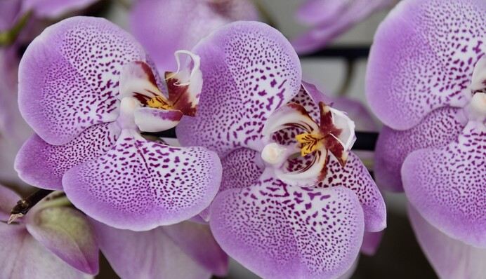 Орхідея не цвіте: лайфхаки досвідчених квітникарів, які допоможуть розбудити квітку