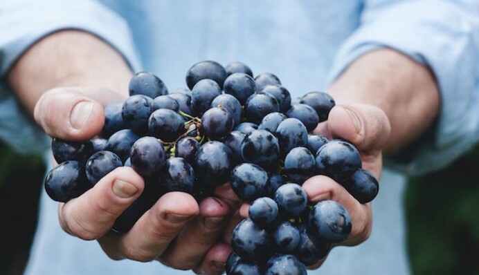 Як захистити урожай винограду від цвілі: секрети довгого зберігання ягід
