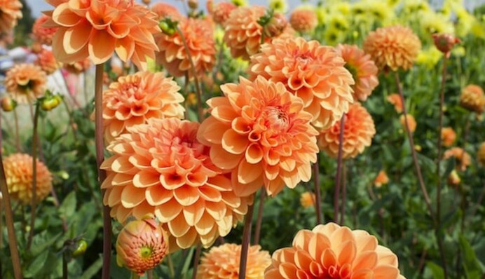 Чи потрібно викопувати жоржини на зиму: практичні поради, щоб зберегти квіти