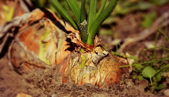 Осень оказалась теплой: в какие дни лучше сажать лук под зиму, чтобы он не пророс