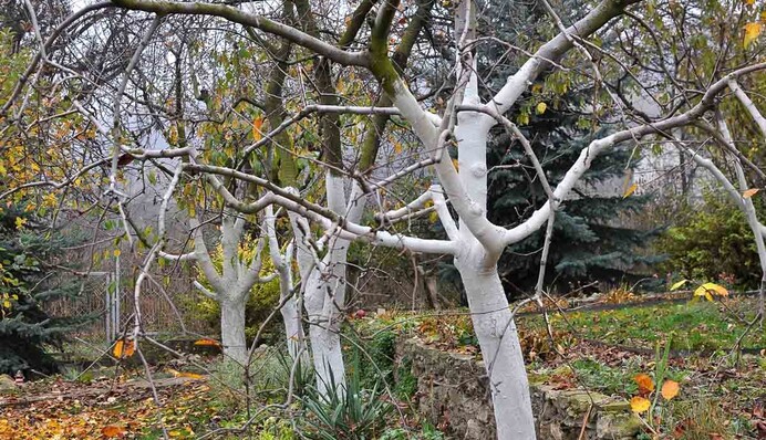 Не стоит белить деревья на зиму чистой известью: что используют вместо нее