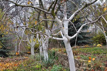 Не варто білити дерева на зиму чистим вапном: що використовують замість нього