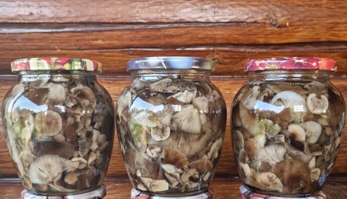 Сколько варить опята и как вкусно приготовить их на зиму: рецепт удачного маринада