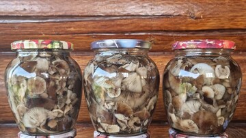 Скільки варити опеньки і як смачно приготувати їх на зиму: рецепт вдалого маринаду