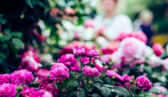 Коли вкривати троянди на зиму: досвідчені квітникарі не роблять цього до стійких приморозків