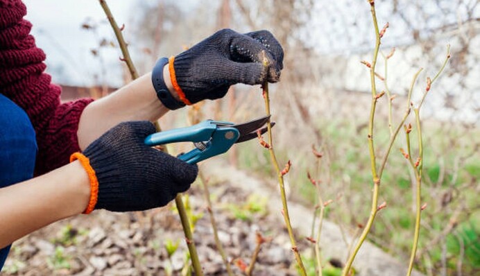 Как правильно обрезать ягодные кусты на зиму, какие побеги обязательно нужно удалить