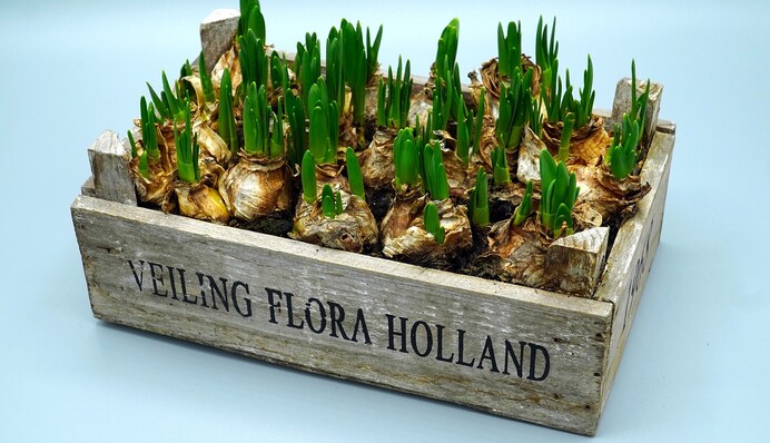 Осенью проросли тюльпаны из-за теплой погоды: что делать в таком случае