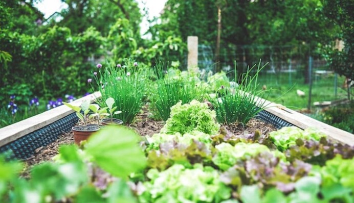 Когда сеять морковь и другие озимые культуры: благоприятные даты в ноябре по посевному календарю