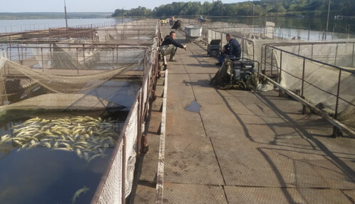 Концы в воду: кому был выгоден массовый мор рыбы в одном из озер в Винницкой области