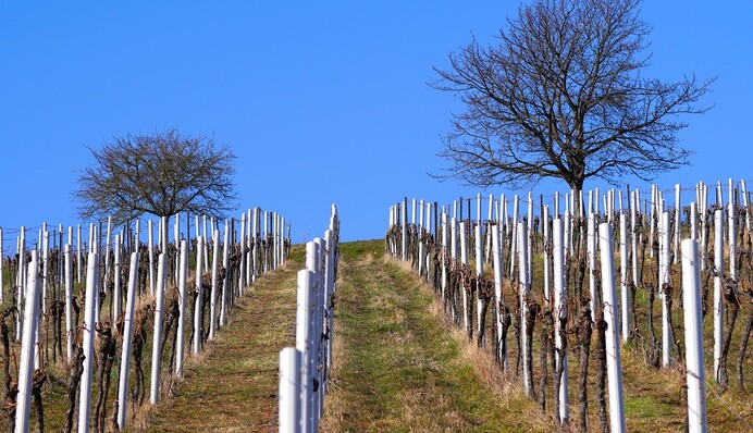 Нужно ли обрабатывать виноград на зиму перед укрытием: этот метод часто критикуют