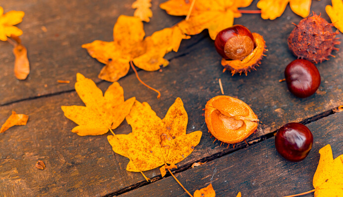 В этот день можно предсказать погоду на зиму: народные приметы праздника 8 ноября