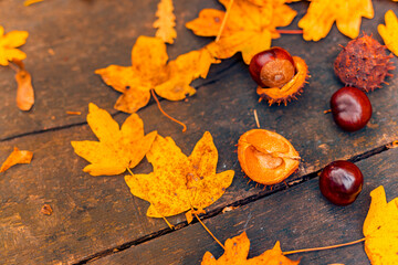 В цей день можна передбачити погоду на зиму: народні прикмети свята 8 листопада