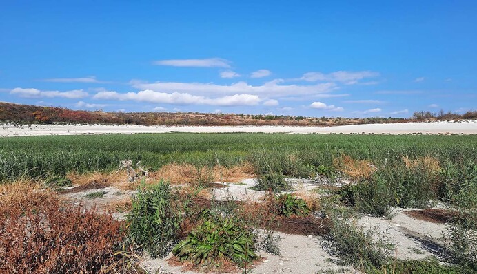 Каховський ліс чи повернення моря: яке майбутнє чекає на південь України