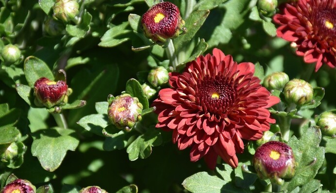 Чи потрібно обрізати хризантеми на зиму: правила осіннього догляду за квітами