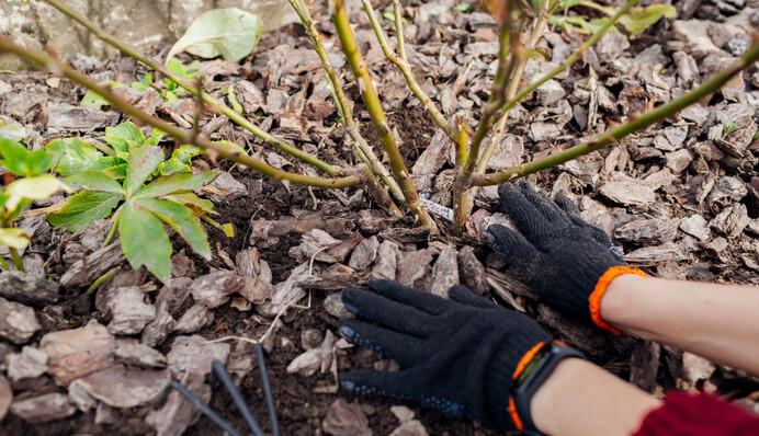 Чим небажано вкривати троянди на зиму: є ризик закисилити ґрунт і привабити гризунів