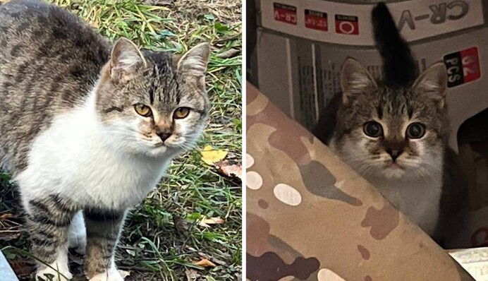 Кіт Сирський став зіркою соцмереж і 