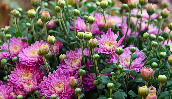 Через теплу осінь на хризантемах з'явилася попелиця: як врятувати квіти від шкідників