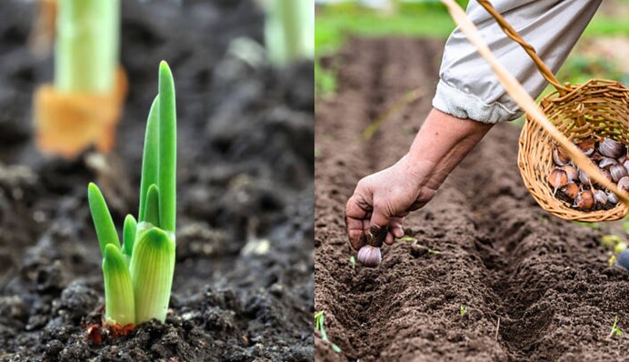 Коли садити озиму цибулю, моркву і буряк у листопаді: найкращі дати за місячним календарем