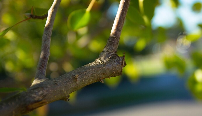 Чим замазати дерева в саду після осінньої обрізки: народний засіб вбереже від грибків та бактерій