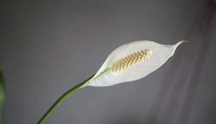 Чому в’яне спатифілум: поширена помилка у догляді за 