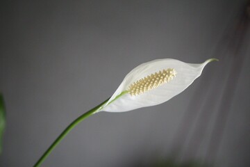 Чому в’яне спатифілум: поширена помилка у догляді за 