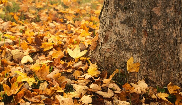 Що робити з опалим листям на ділянці: досвідчений городник дав корисну пораду