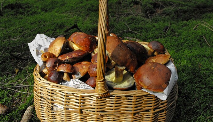 Маринованные польские грибы – лучшая закуска на зиму: как их закрыть без лишних хлопот