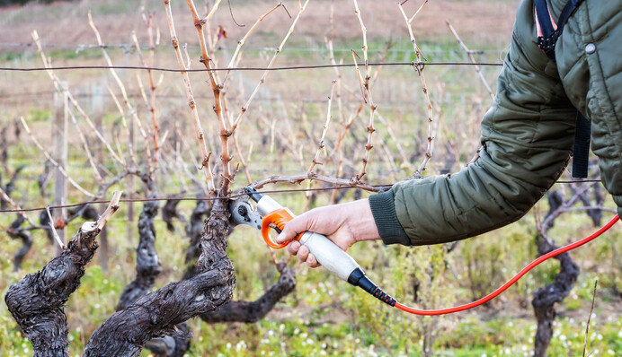 Лучшее средство для обработки винограда осенью: защитит от вредителей и грибковых болезней