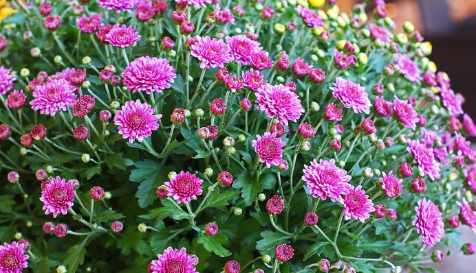 Вкривати чи викопувати: що робити з хризантемами напередодні зими