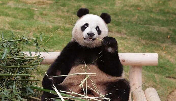 Байден, тримай панду: що стоїть за лагідною політикою Китаю