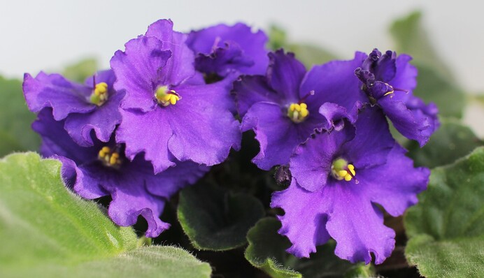 Допоможе звичайний чорний чай: прості способи змусити фіалку цвісти