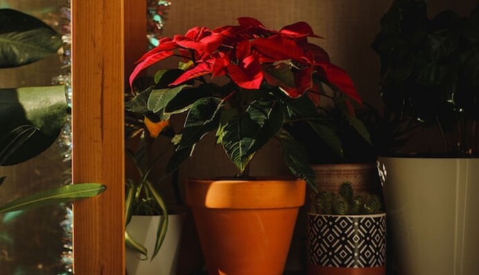 Як доглядати за 