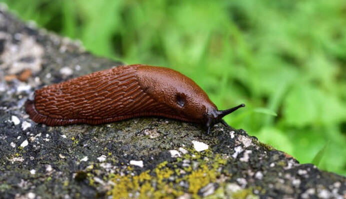 Що робити зі слимаками в погребі: перевірені народні засоби від шкідників
