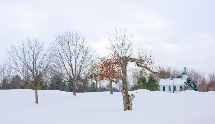 Снег на огороде и в саду – большая польза для растений: как его задержать