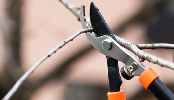 Плодові дерева можна обрізати зимою: в чому переваги такого способу