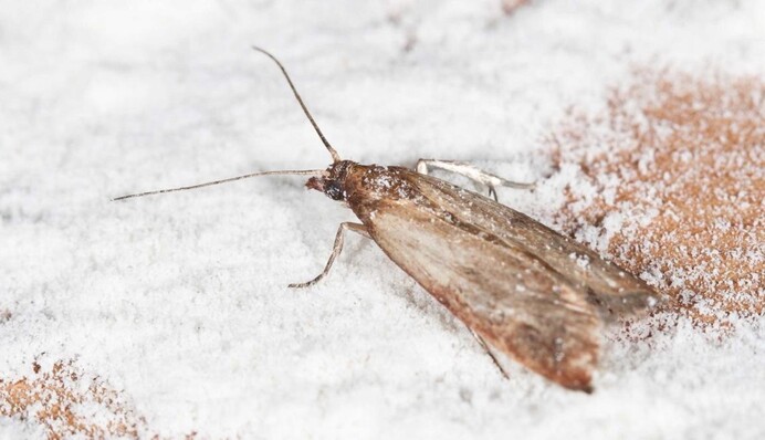 Профилактика пищевой моли: как отпугнуть вредителей, которые портят сыпучие продукты