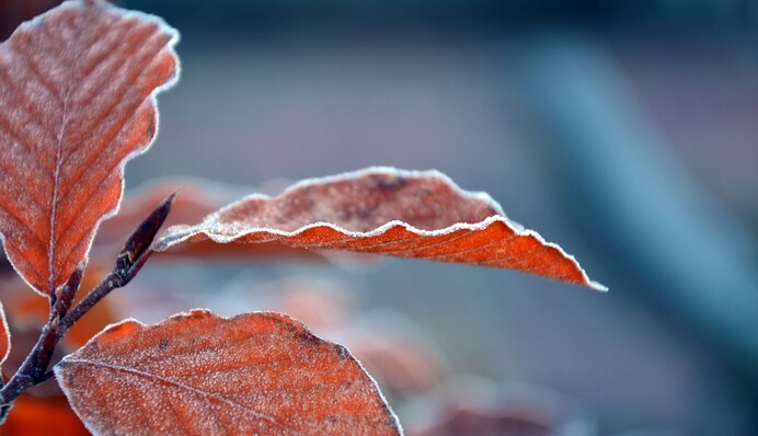 Іній на деревах - до гарного врожаю: народні прикмети на День святого Миколая