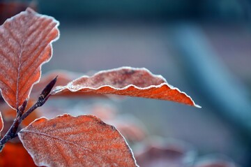 Иней на деревьях – к хорошему урожаю: народные приметы на День святого Николая