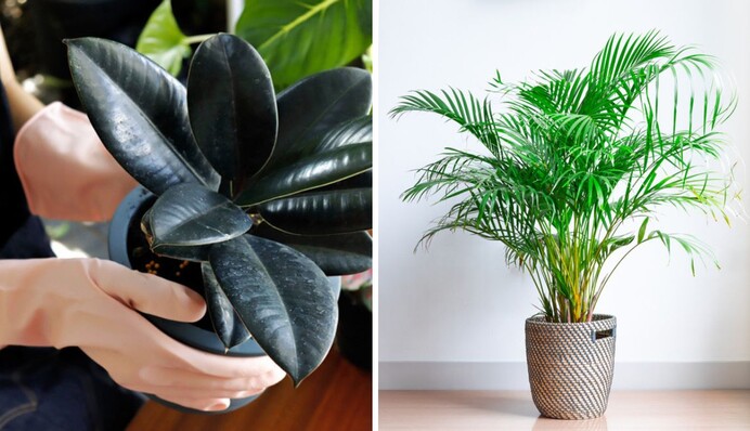 Топ-5 кімнатних рослин, які допоможуть зволожити і очистити повітря у квартирі