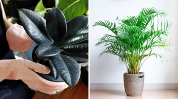 Топ-5 комнатных растений, которые помогут увлажнить и очистить воздух в квартире