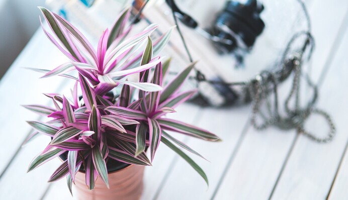 Что делать с замерзшим на подоконнике растением: простые способы спасти цветок