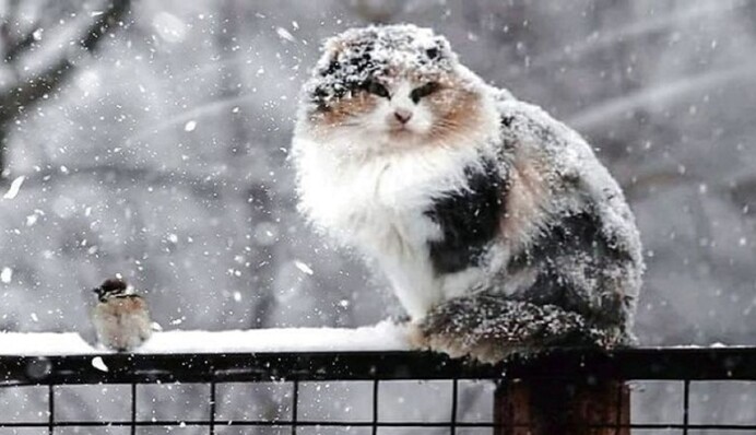 М'яка зима триває: чим українців порадує погода у вихідні