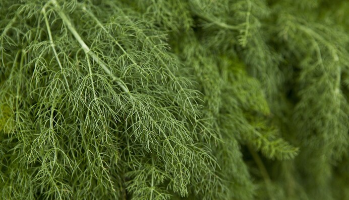 Як довго росте кріп на підвіконні: поради для домашнього вирощування зелені