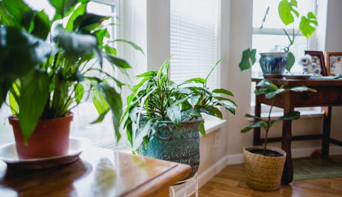 Эксперт назвал пять комнатных растений, которые предотвращают образование конденсата и плесени в помещении