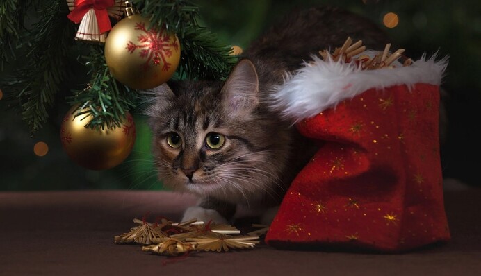 Різдвяна спека: яка погода буде в Україні у вихідні