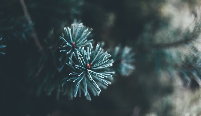 Когда разбирать елку в 2024 году: традиционная дата изменилась вместе с календарем